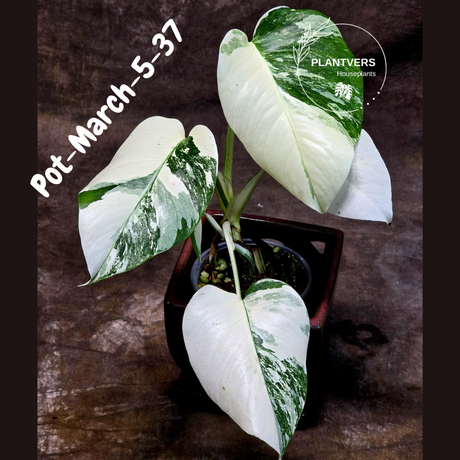 Rare Variegated Monstera Albo – Large Form White Monstera Borsigiana (Exact Plant)