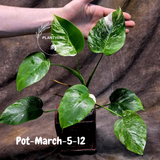 Rare Variegated Monstera Albo – Large Form White Monstera Borsigiana (Exact Plant)