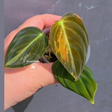 Variegated Philodendron Melanochrysum - EXACT plant - (May-21-45)
