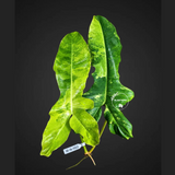 Philodendron Billietiae Variegated Cutting- Rare Collector Plant - Long Leaves - EXACT Cut - US Seller