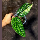 Variegated Monstera Peru - Rare Exact Plant - (June-18-11)
