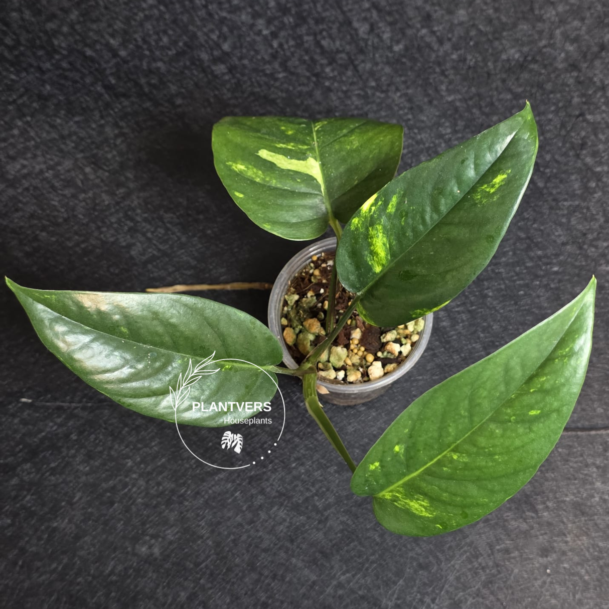 RARE Variegated 'Golden Flame' Epipremnum Pinnatum Plant - Yellow Flame Indoor Plant - Same Plant - US Seller