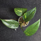 RARE Variegated 'Golden Flame' Epipremnum Pinnatum Plant - Yellow Flame Indoor Plant - Same Plant - US Seller