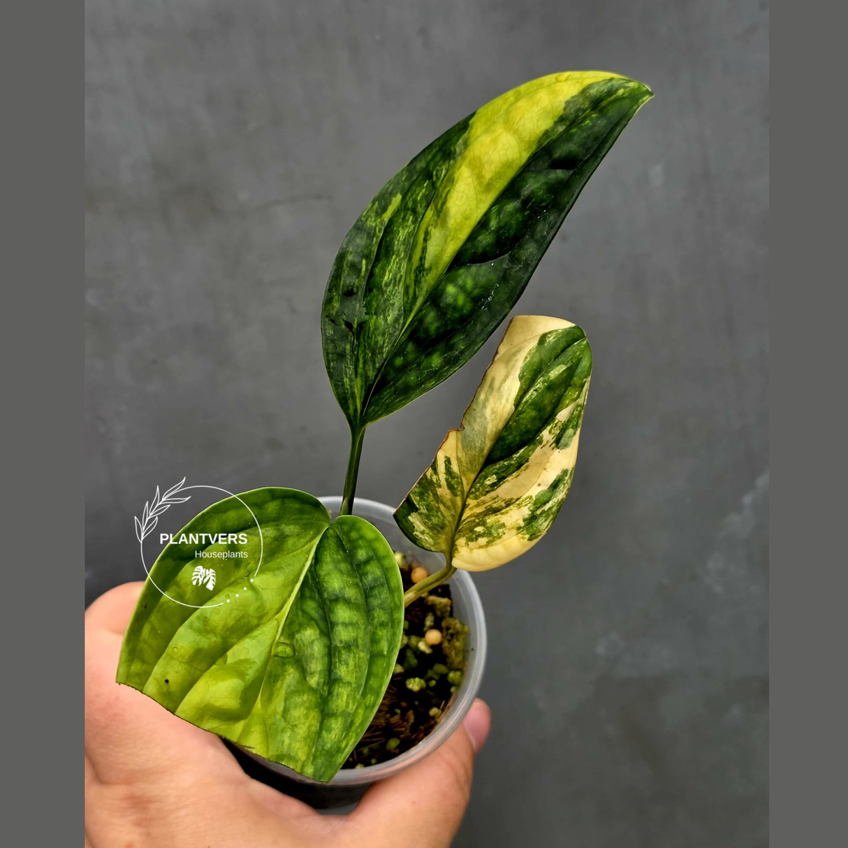 Variegated Monstera Peru - Rare Exact Plant - (June-18-12)