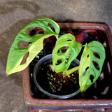 Monstera Adansonii Aurea Variegated - Swiss Cheese Exact Plant - (June-18-20)