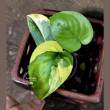 Scindapsus Jade Satin Variegated - Rare EXACT Plant - (June-18-15)