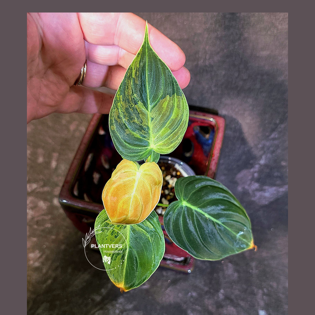 Philodendron Melanochrysum Variegated - Rare EXACT Plant - (June-18-16)