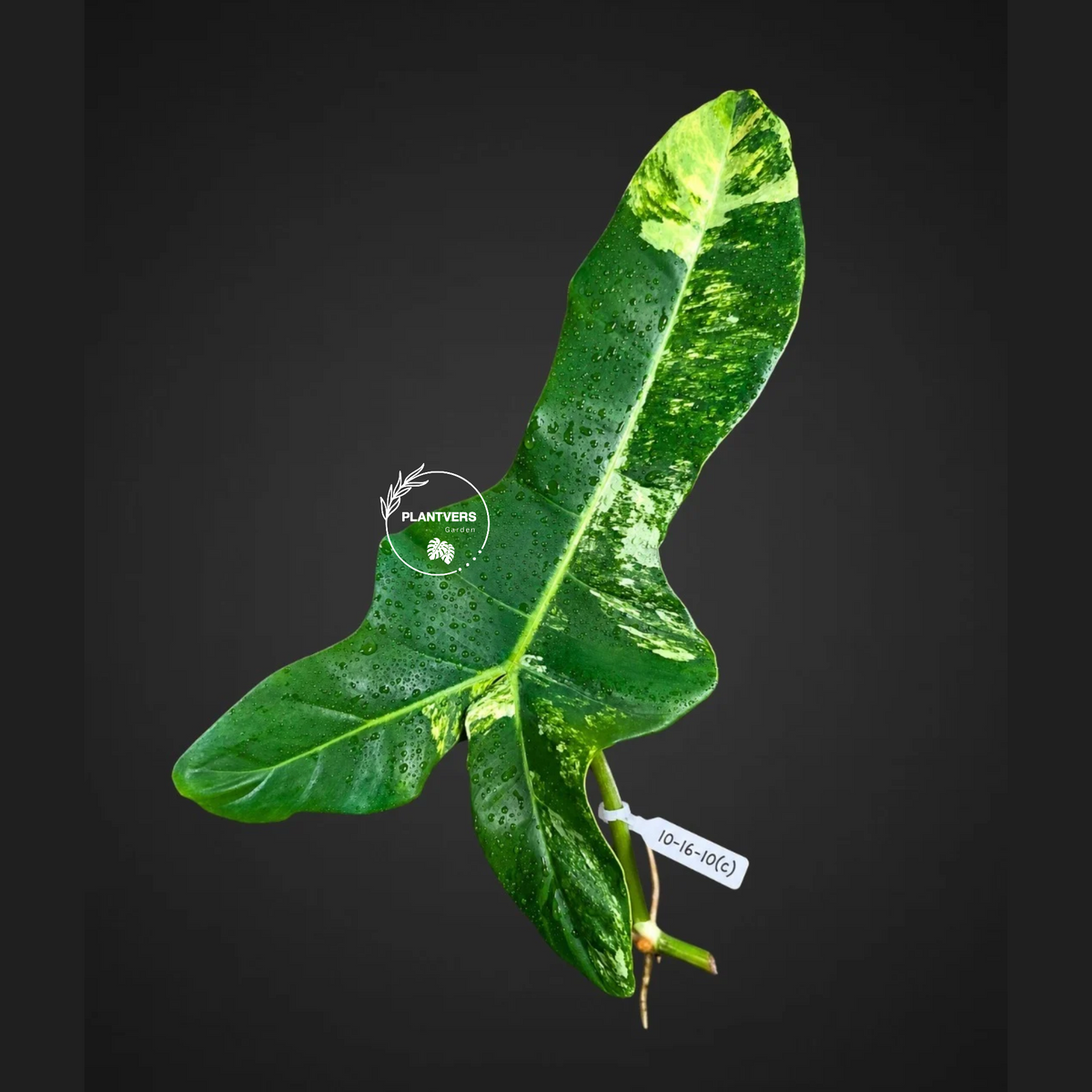 Philodendron Billietiae Variegated Cutting- Rare Collector Plant - Long Leaves - EXACT Cut - US Seller