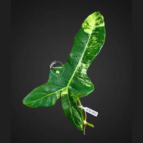 Philodendron Billietiae Variegated Cutting- Rare Collector Plant - Long Leaves - EXACT Cut - US Seller