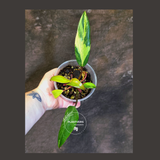 Variegated Philodendron Strawberry Shake - EXACT Plant - (June-18-14)