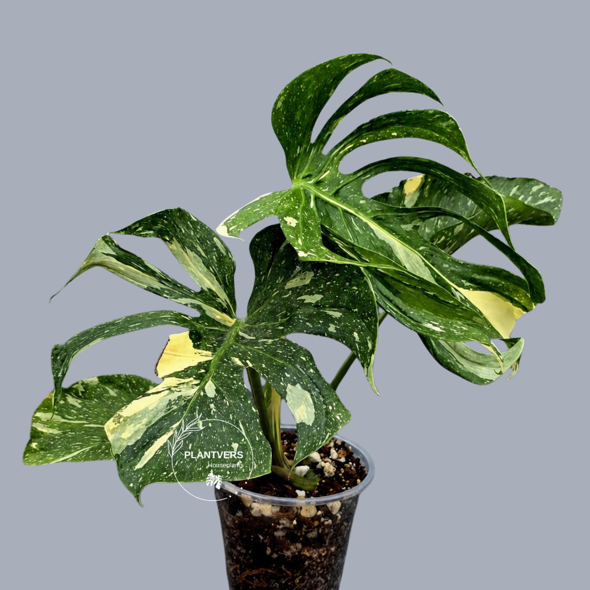 Monstera Deliciosa Medusa Variegated - Rare Exact Plant (17-19)
