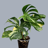 Monstera Deliciosa Medusa Variegated - Rare Exact Plant (17-19)