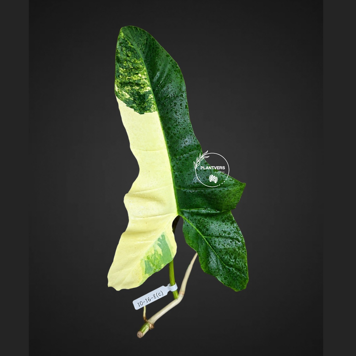 Philodendron Billietiae Variegated Cutting- Rare Collector Plant - Long Leaves - EXACT Cut - US Seller