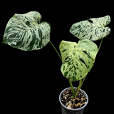 Rare Monstera Bulbasaur Variegated Plant - Exact Plant (June-17-22)