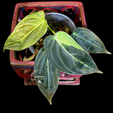 Philodendron Melanochrysum Variegated - Rare EXACT Plant - (June-18-19)