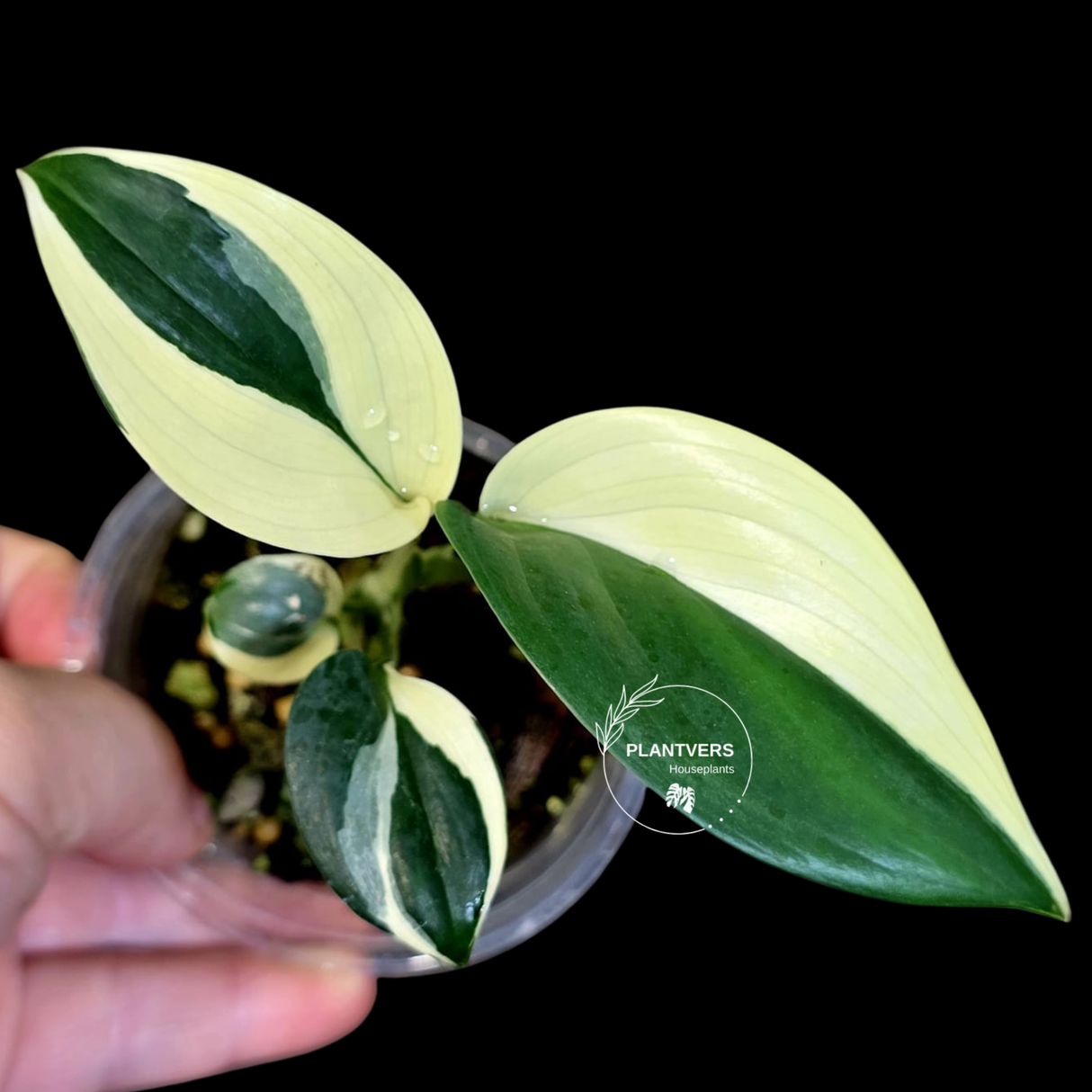 Scindapsus Moonlight Treubii Albo Variegated - Rare Exact Plant - (June-18-13)