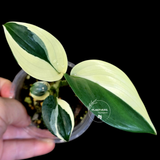 Scindapsus Moonlight Treubii Albo Variegated - Rare Exact Plant - (June-18-13)