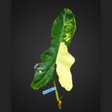 Philodendron Billietiae Variegated Cutting- Rare Collector Plant - Long Leaves - EXACT Cut - US Seller