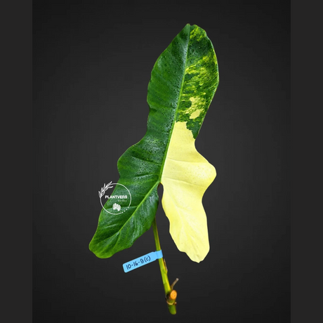 Philodendron Billietiae Variegated Cutting- Rare Collector Plant - Long Leaves - EXACT Cut - US Seller