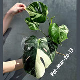 Rare Variegated Monstera Albo – Large Form White Monstera Borsigiana (Exact Plant)
