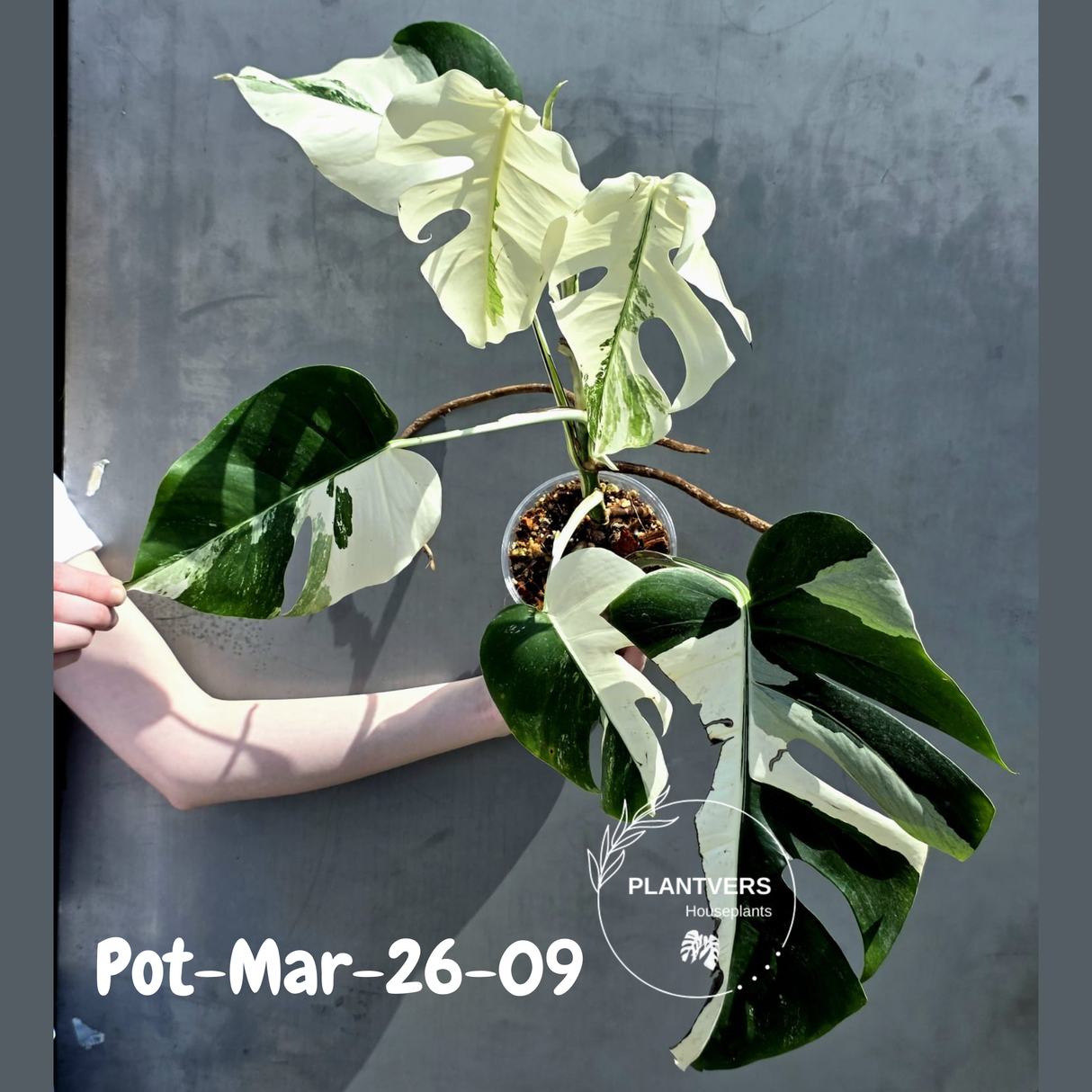 Rare Variegated Monstera Albo – Large Form White Monstera Borsigiana (Exact Plant)