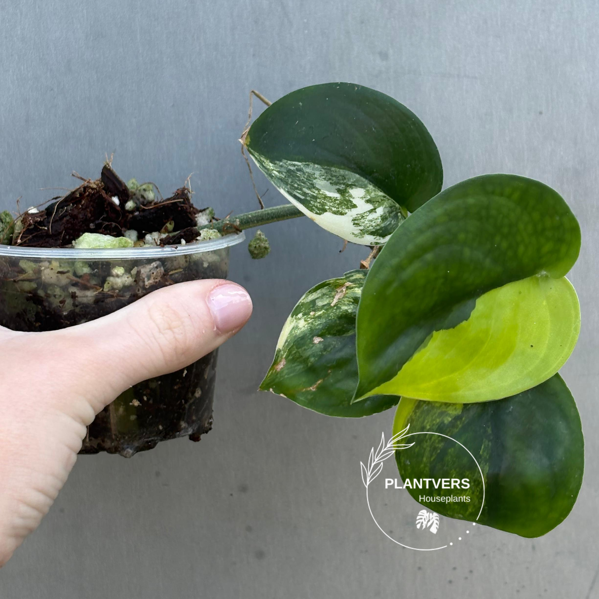 Scindapsus Jade Satin Variegated Plant - Rare Tropical - EXACT Plant - US Seller