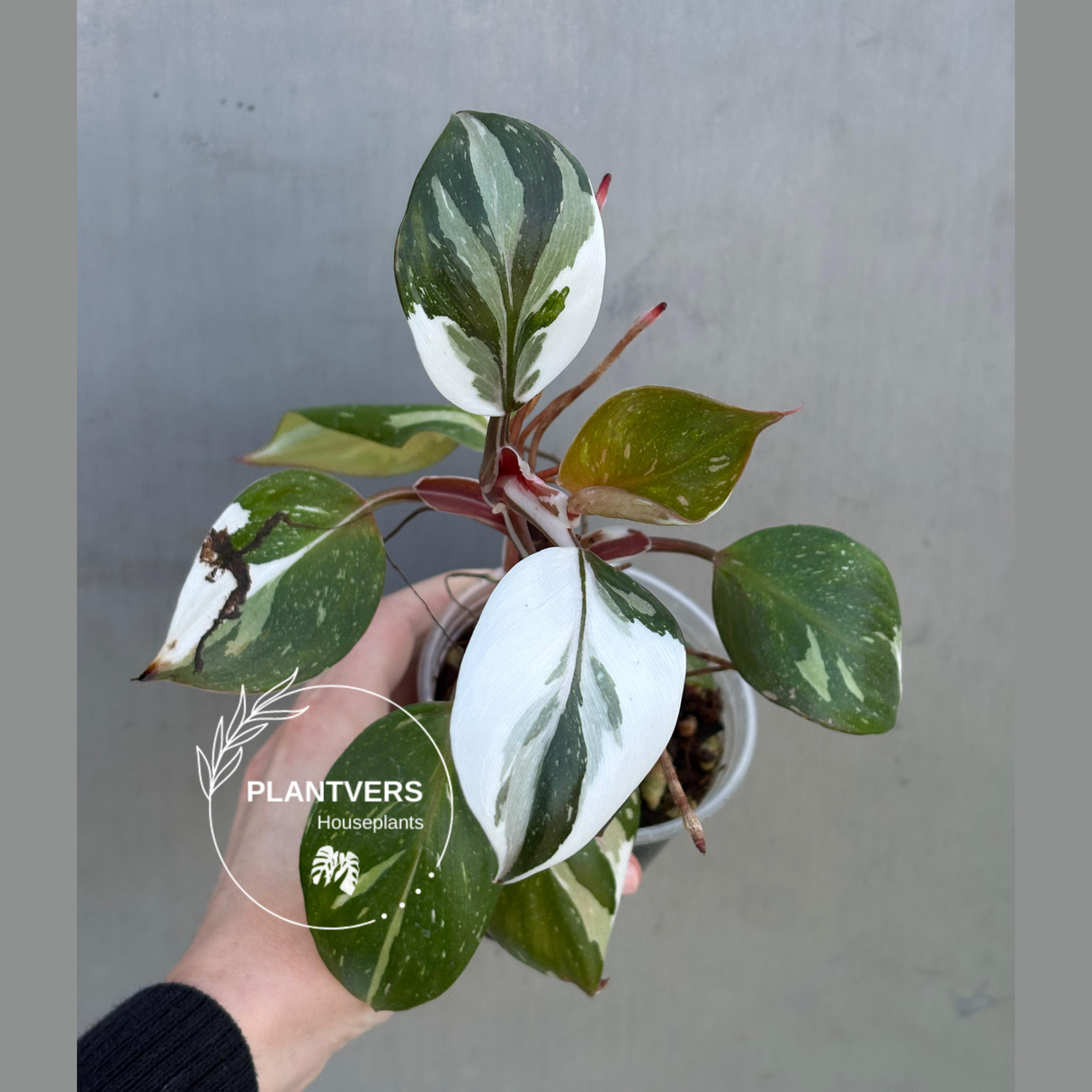 Rare Variegated Philodendron Red Anderson in a Nursery Pot - Exact Same Plant - US seller