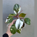 Rare Variegated Philodendron Red Anderson in a Nursery Pot - Exact Same Plant - US seller