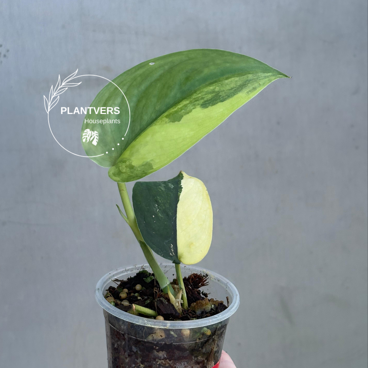 Variegated Scindapsus Pictus 'Jade Satin' - Rare Collector Plant - SAME Plant - US Seller
