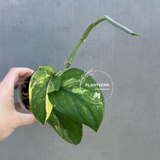 Variegated Scindapsus Pictus 'Jade Satin' - Rare Collector Plant - EXACT Plant - US Seller (Copy)