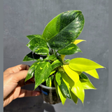 Variegated Philodendron Green Congo Hybrid - (June-22-09)