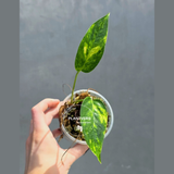 RARE Variegated 'Golden Flame' Epipremnum Pinnatum Plant - Variegated Yellow Flame - SAME Plant - US Seller
