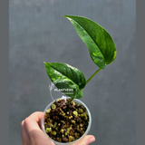 RARE Variegated 'Golden Flame' Epipremnum Pinnatum Plant - Variegated Yellow Flame - EXACT Plant - US Seller