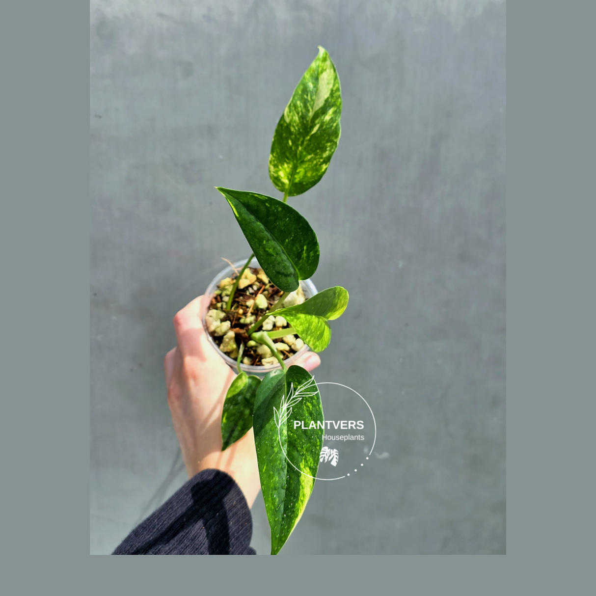 RARE Variegated 'Golden Flame' Epipremnum Pinnatum Plant - Variegated Yellow Flame Indoor Plant - Exact Plant - US Seller