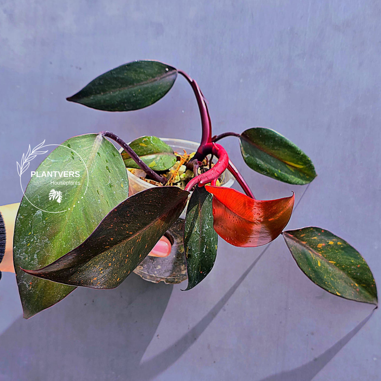Philodendron Orange Princess Live Plant - Rare Collector Plant - Indoor Houseplant - Same Plant - US Seller