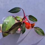 Philodendron Orange Princess Live Plant - Rare Collector Plant - Indoor Houseplant - Same Plant - US Seller