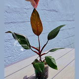 Philodendron Orange Princess - Rare Collector Plant - Indoor Houseplant - Same Plant - US Seller