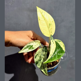 Epipremnum Pinnatum Marble Variegated Plant (June-22-05-H)