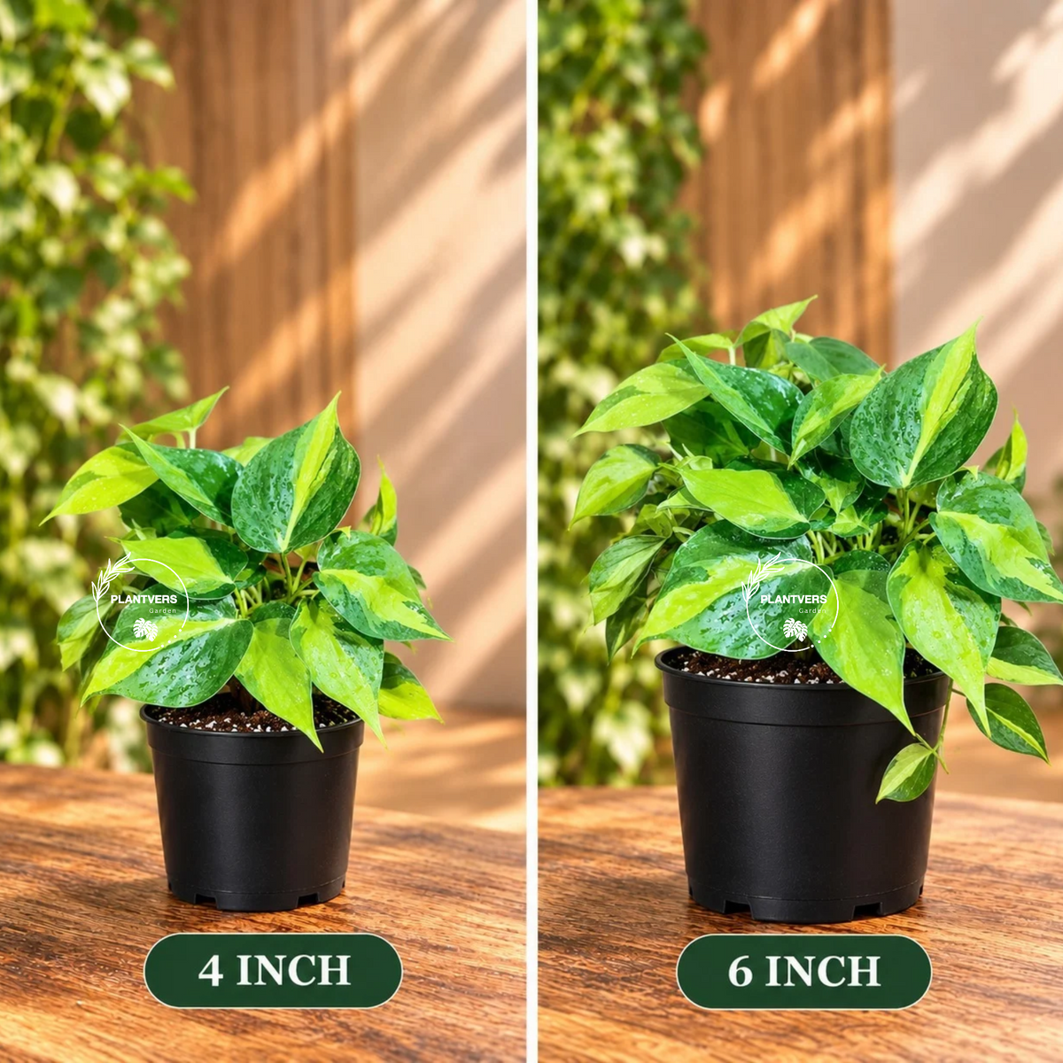 Rare Brazilian Philodendron in a Nursery Pot-  Philodendron Brazil - Philodendron Hederaceum - Vining Indoor  Plant - Air Purifier Plants