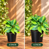 Rare Brazilian Philodendron in a Nursery Pot-  Philodendron Brazil - Philodendron Hederaceum - Vining Indoor  Plant - Air Purifier Plants
