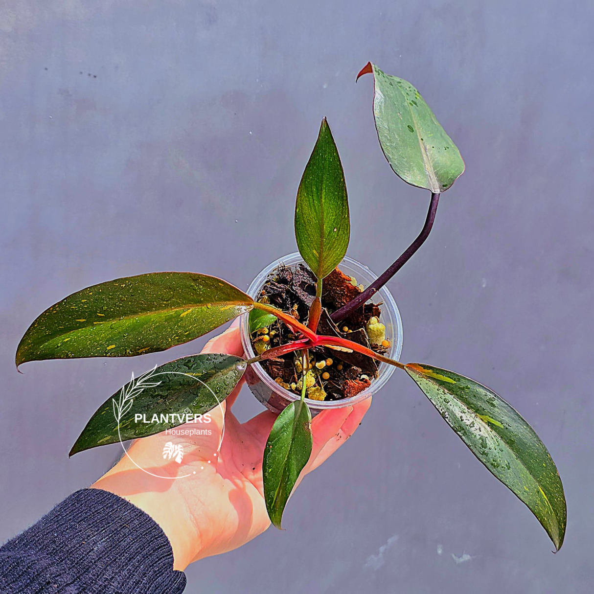 Philodendron Orange Princess Live Plant - Rare Collector Plant - Indoor Houseplant - Same Plant - US Seller