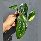 Epipremnum Pinnatum Albo Variegated - Exact Plant - (June-22-01)