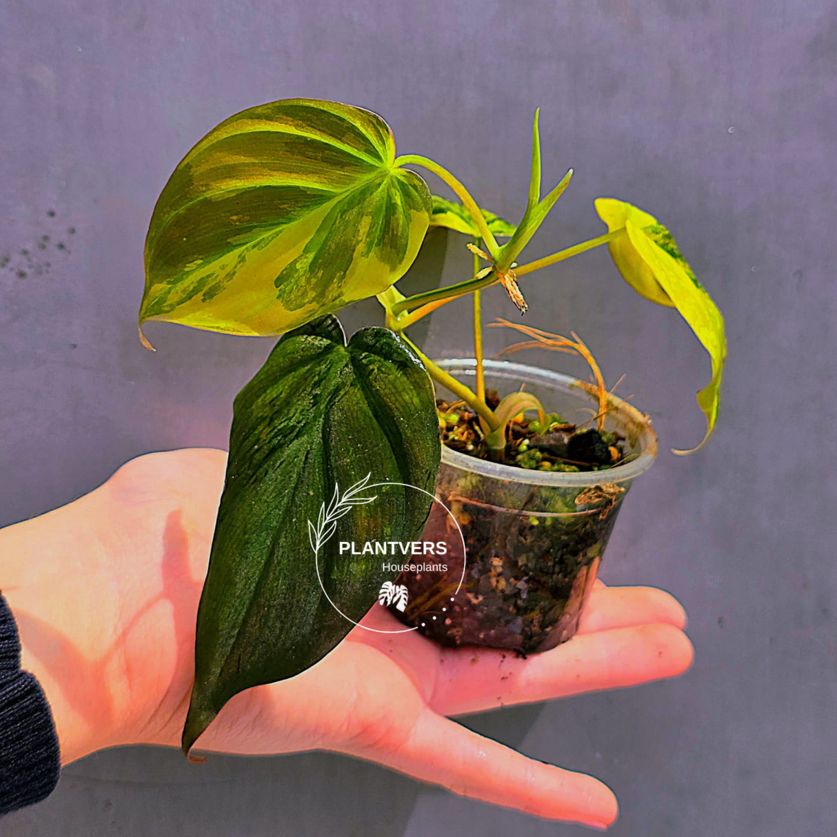 Variegated Philodendron Mican Aurea Potted Plant - Collector's Aroid - EXTREMELY Rare Live Plant - US Seller