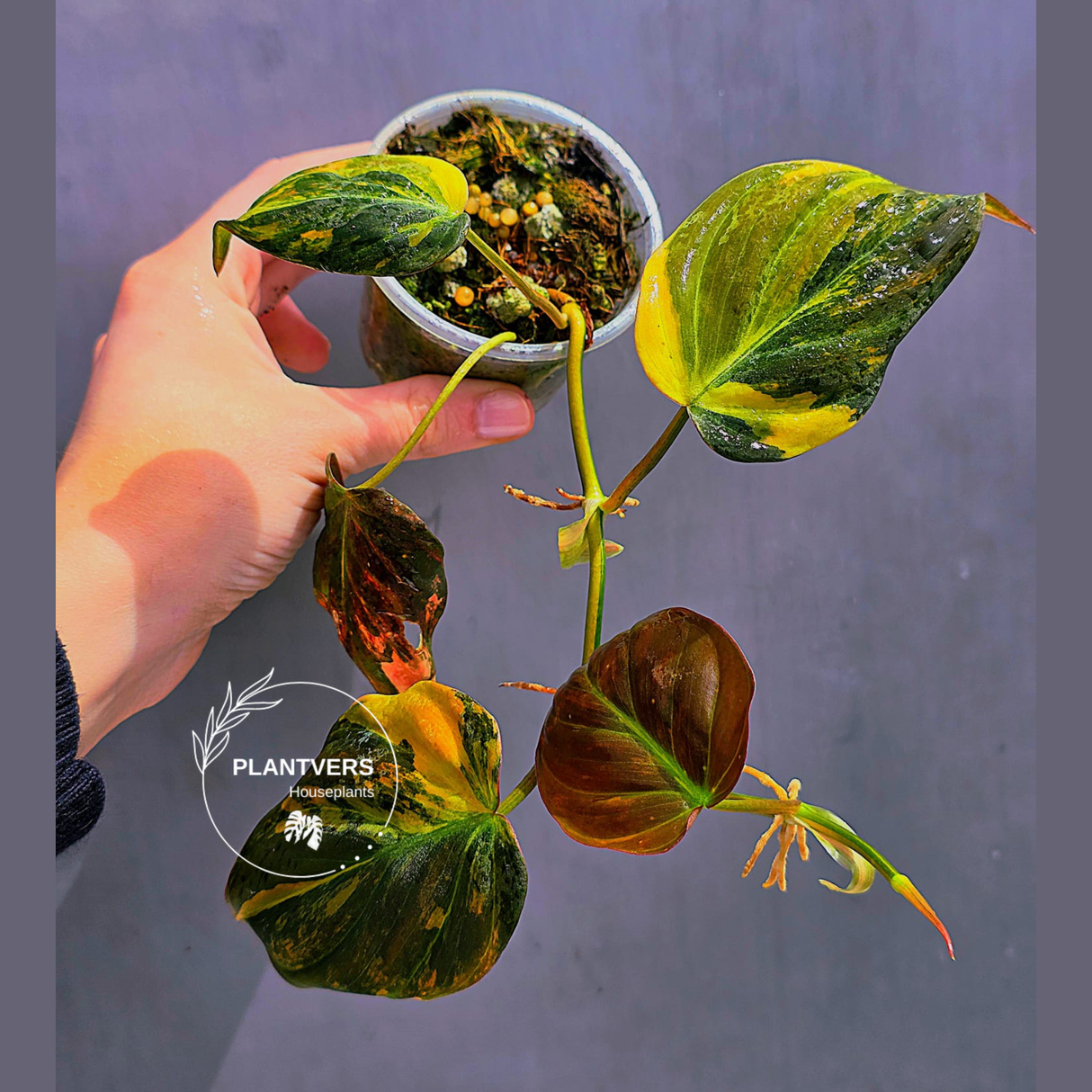 Variegated Philodendron Mican Aurea in a Nursery Pot - Rare Collector Plant - EXACT Plant - US SELLER