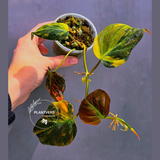 Variegated Philodendron Mican Aurea in a Nursery Pot - Rare Collector Plant - EXACT Plant - US SELLER