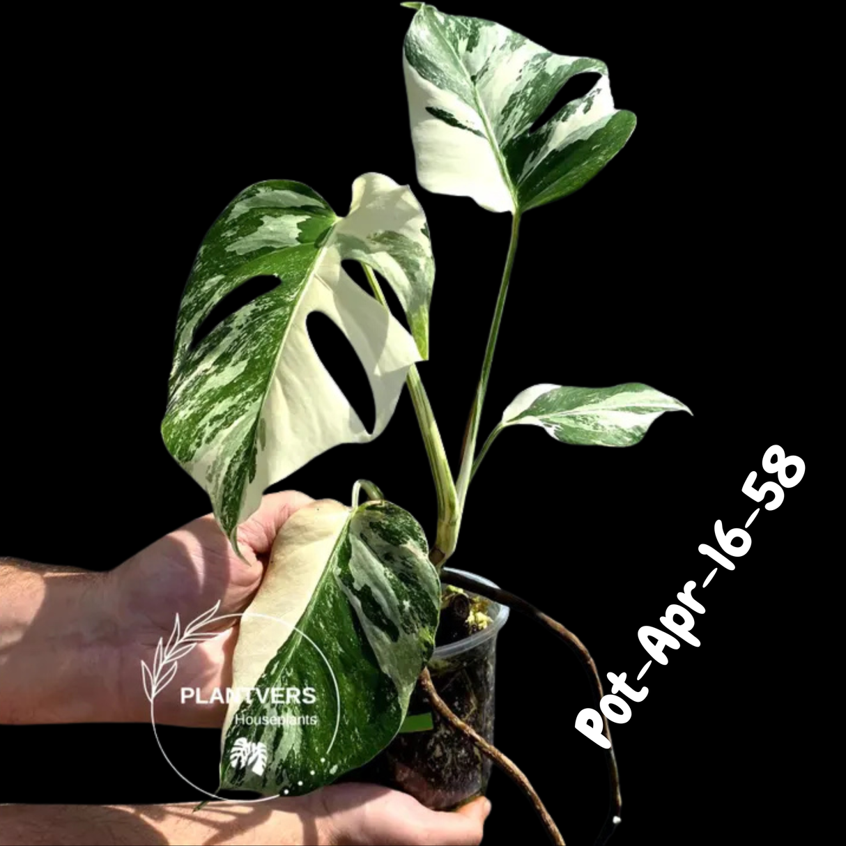 Rare Variegated Monstera Albo – Large Form White Monstera Borsigiana (Exact Plant)