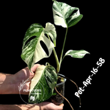 Rare Variegated Monstera Albo – Large Form White Monstera Borsigiana (Exact Plant)