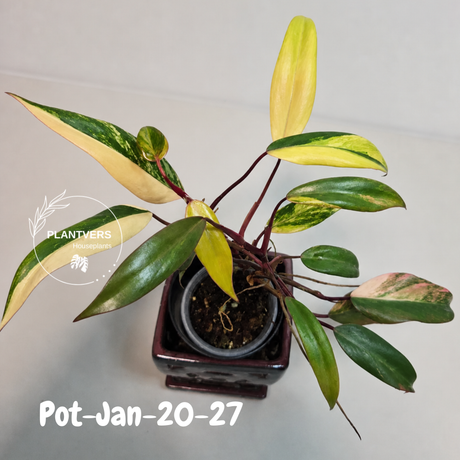 Philodendron Strawberry Shake High Variegated Live Plant - EXACT Same Plant - US Seller