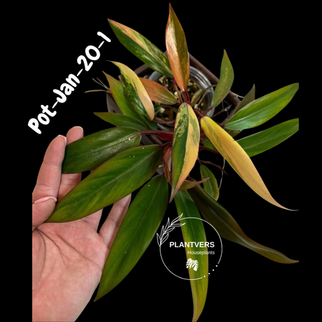 Philodendron Strawberry Shake High Variegated Live Plant - EXACT Same Plant - US Seller