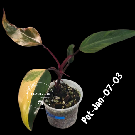 Philodendron Strawberry Shake High Variegated Live Plant - EXACT Same Plant - US Seller